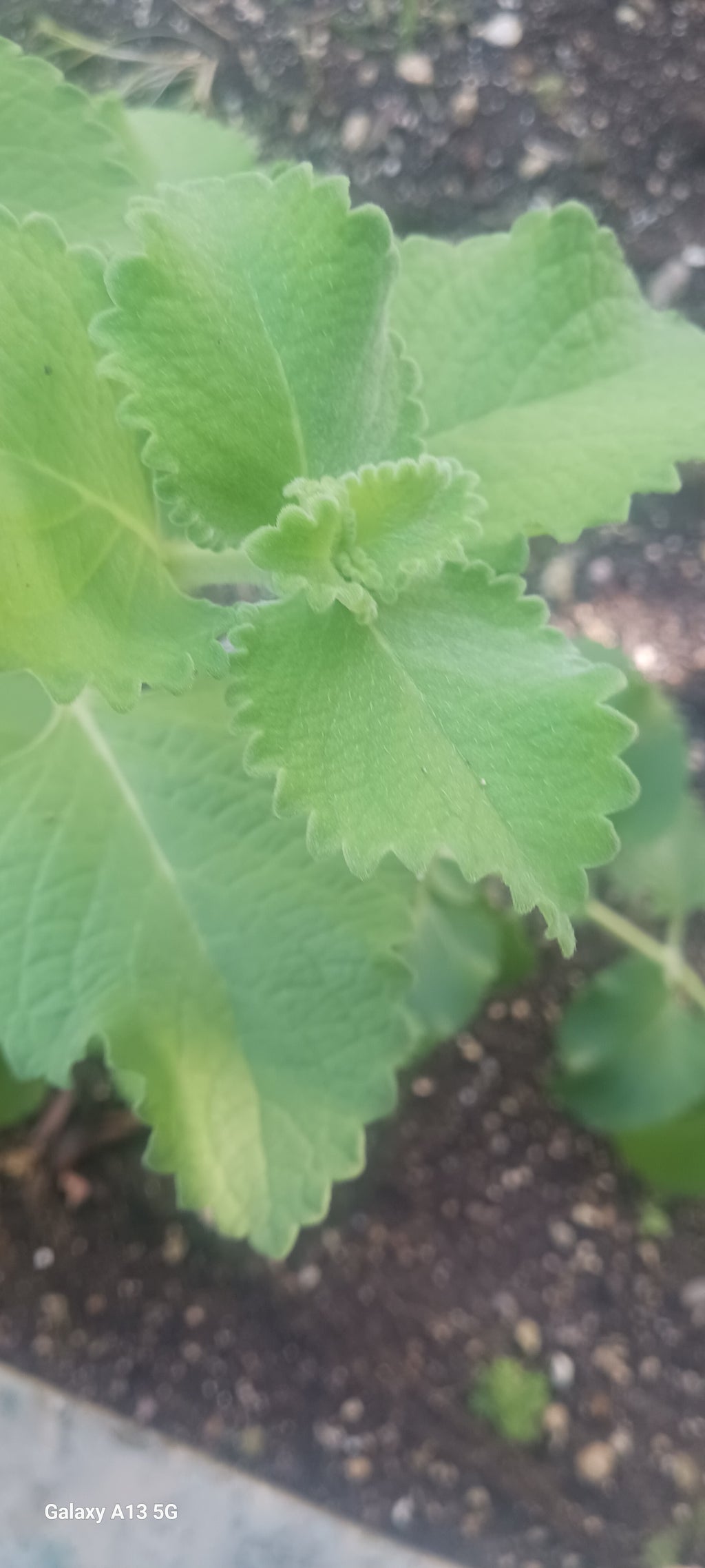 SUN DRIED OREGANO LEAVES