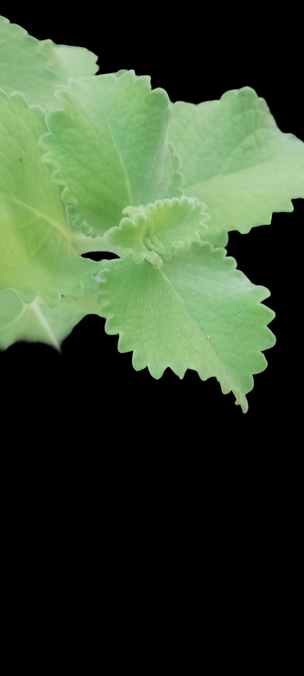 SUN DRIED OREGANO LEAVES