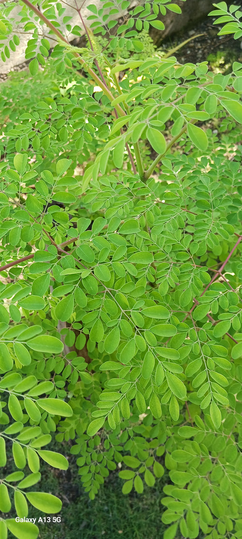 Moringa