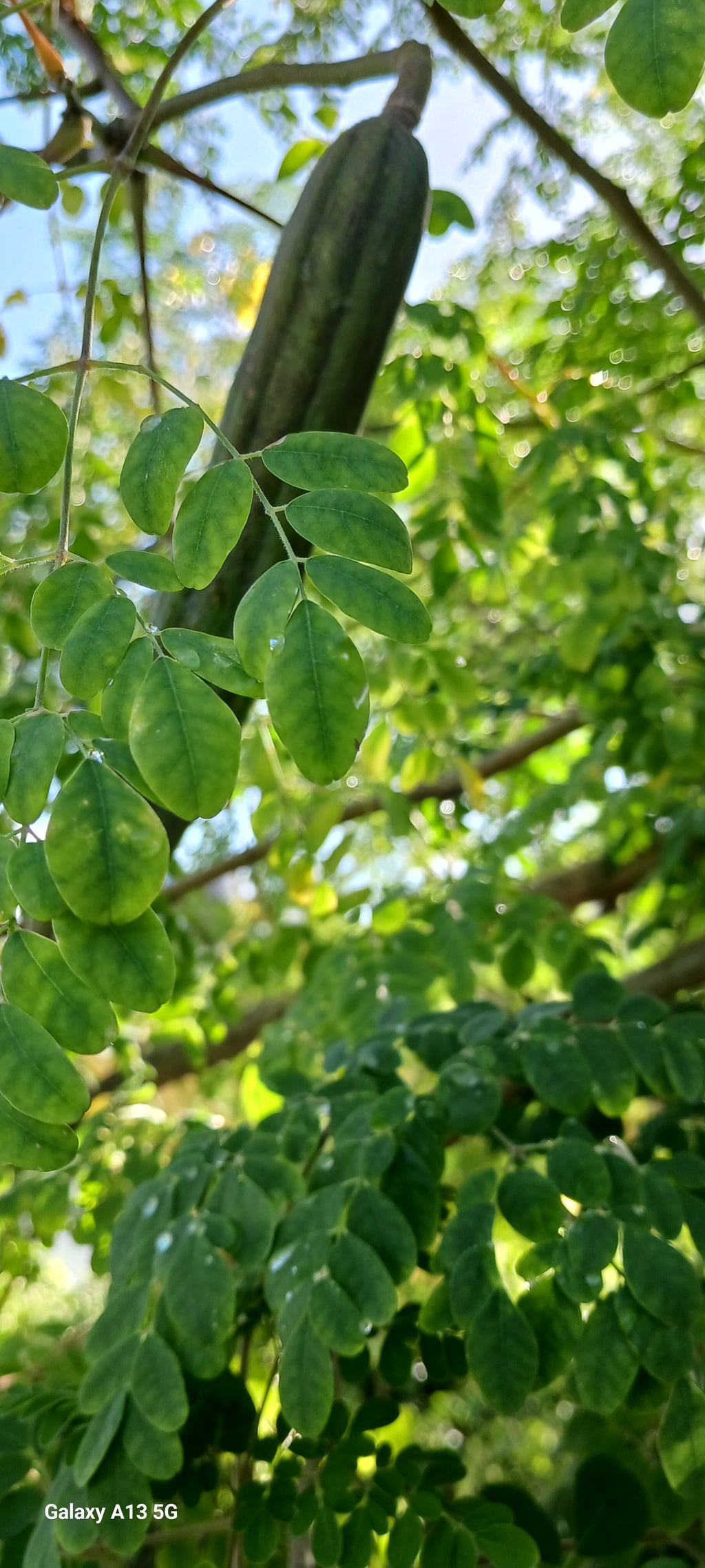 Moringa