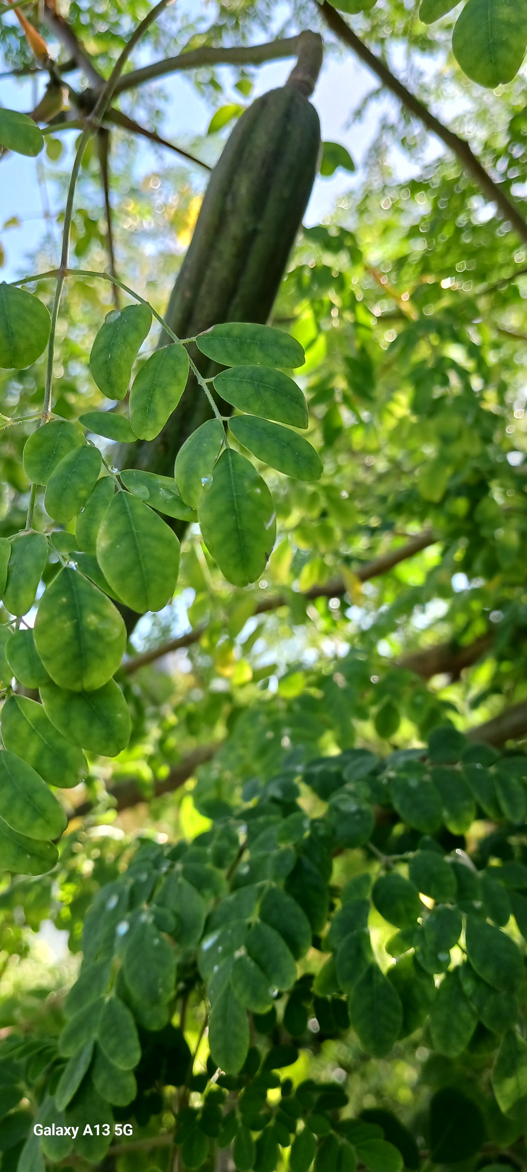 Moringa