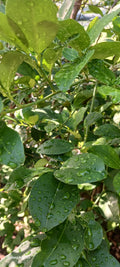 Lime leaves