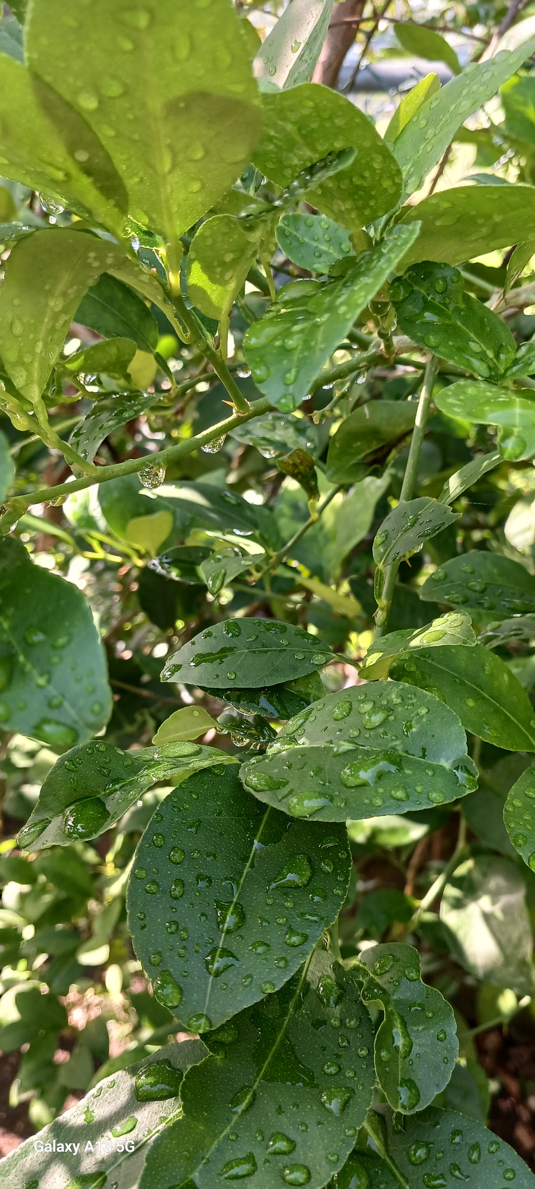 Lime leaves