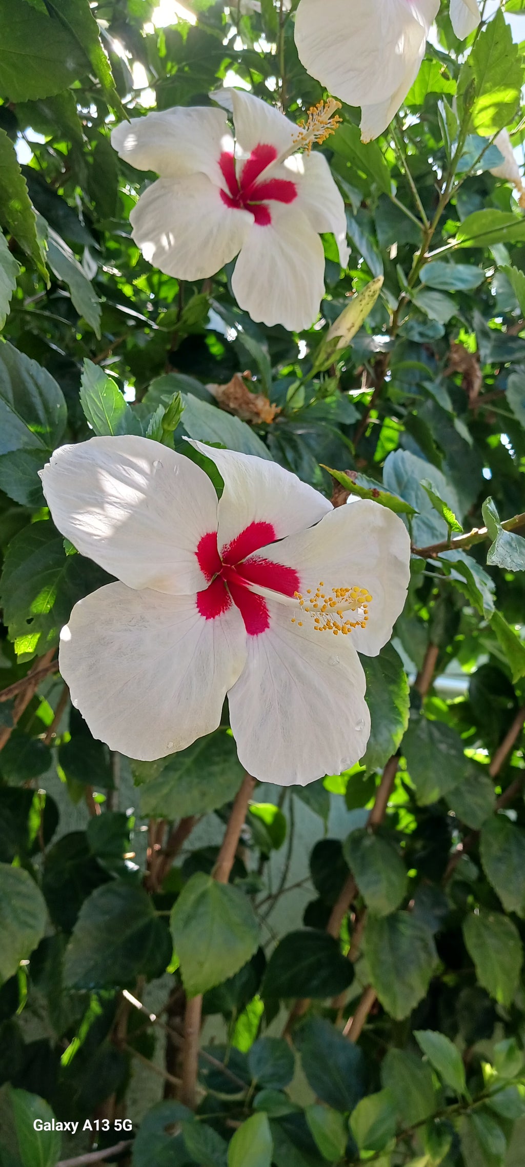 White hibiscus