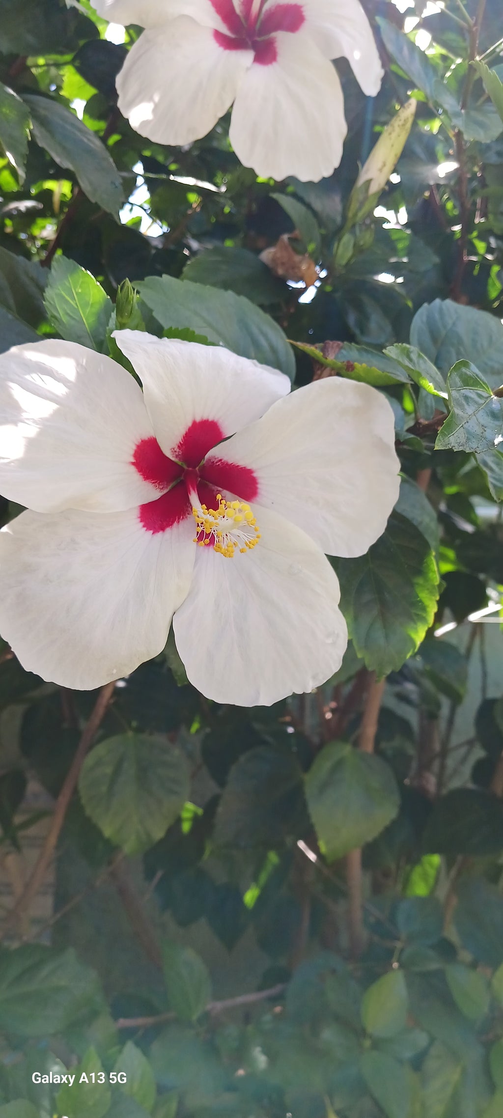 White hibiscus