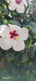 White hibiscus