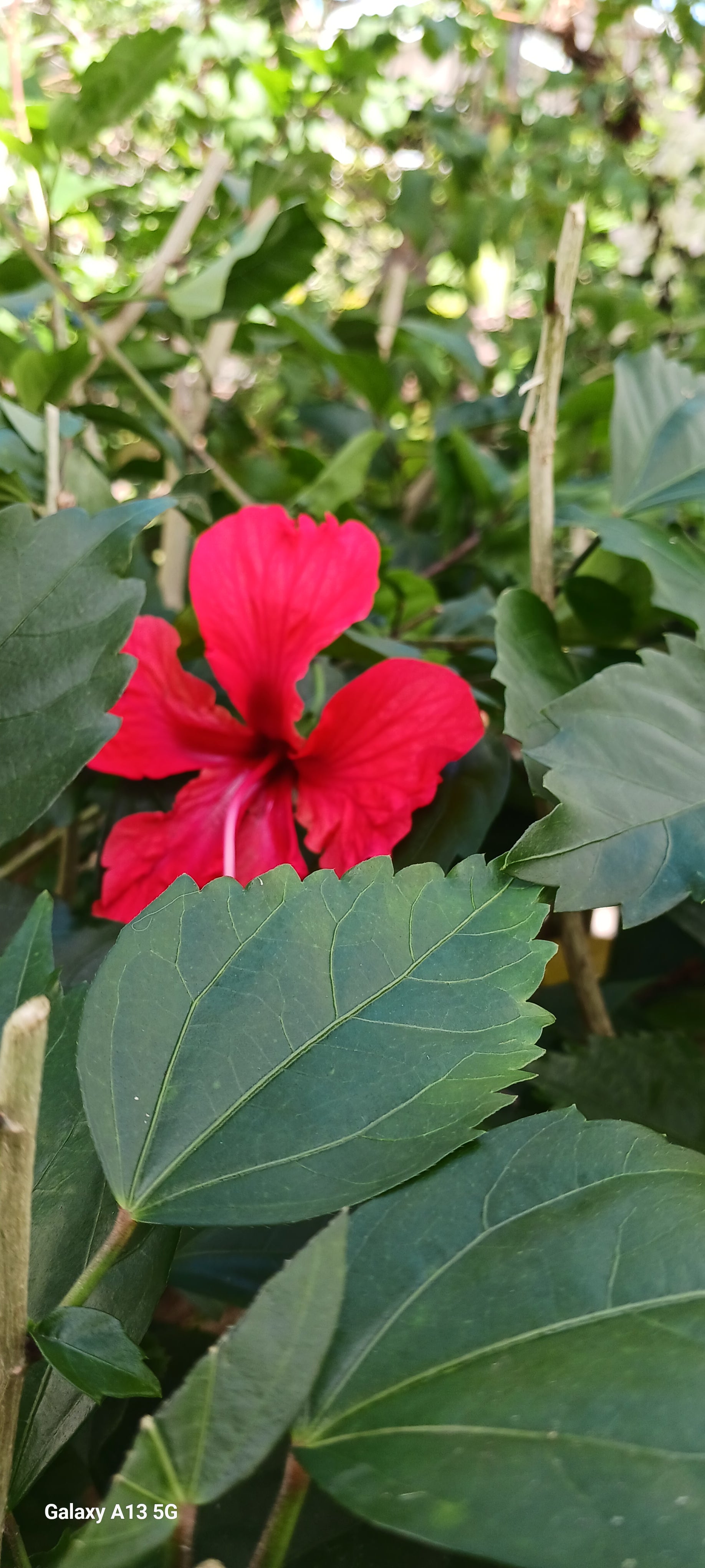 Red hibiscus