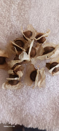 Moringa seeds