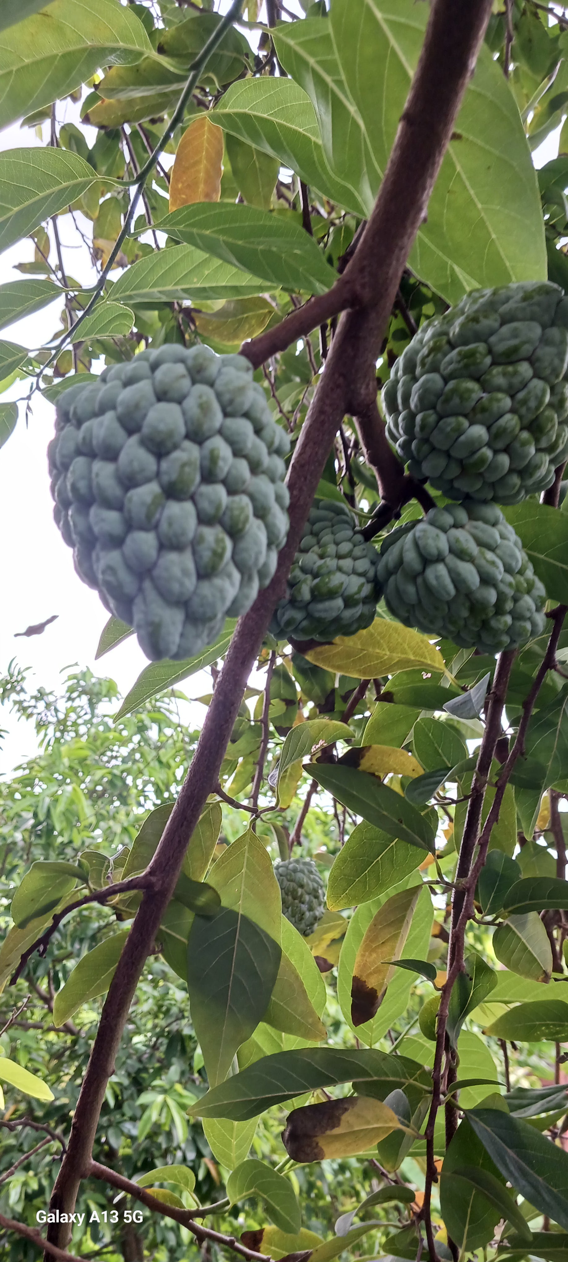 Sweetsop leaves (dried)