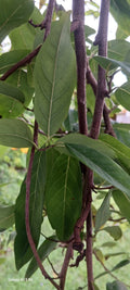 Sweetsop leaves (dried)