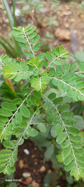 Chanca Piedra (seed under leaf)