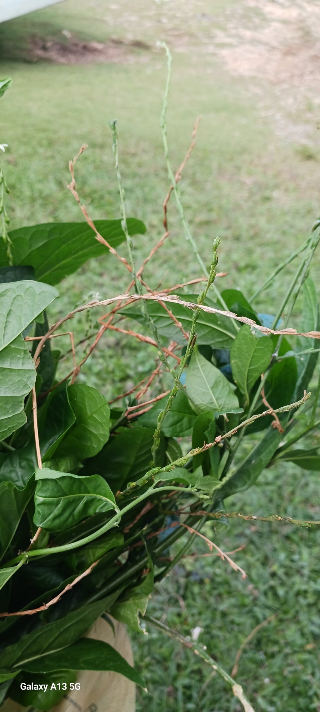 Guinea hen weed