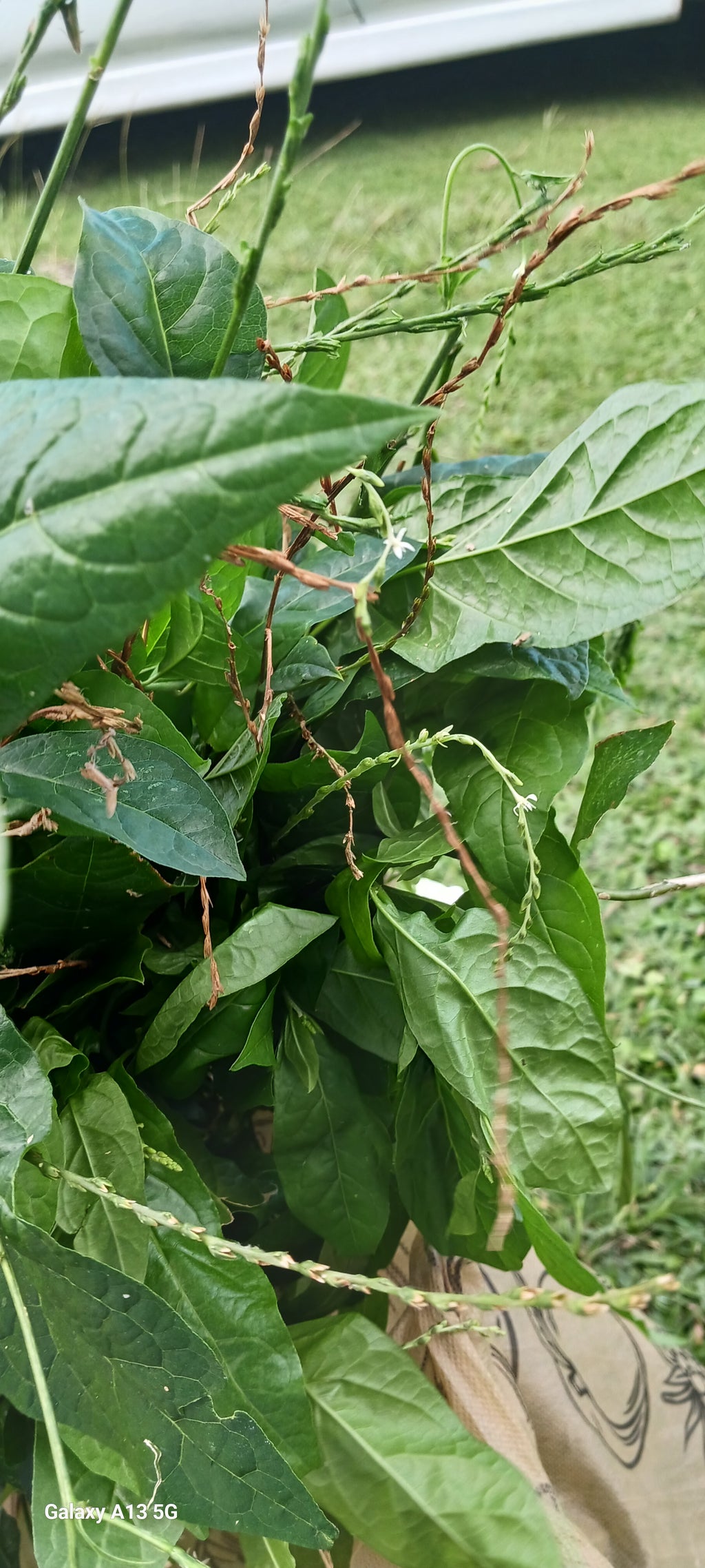 Guinea hen weed
