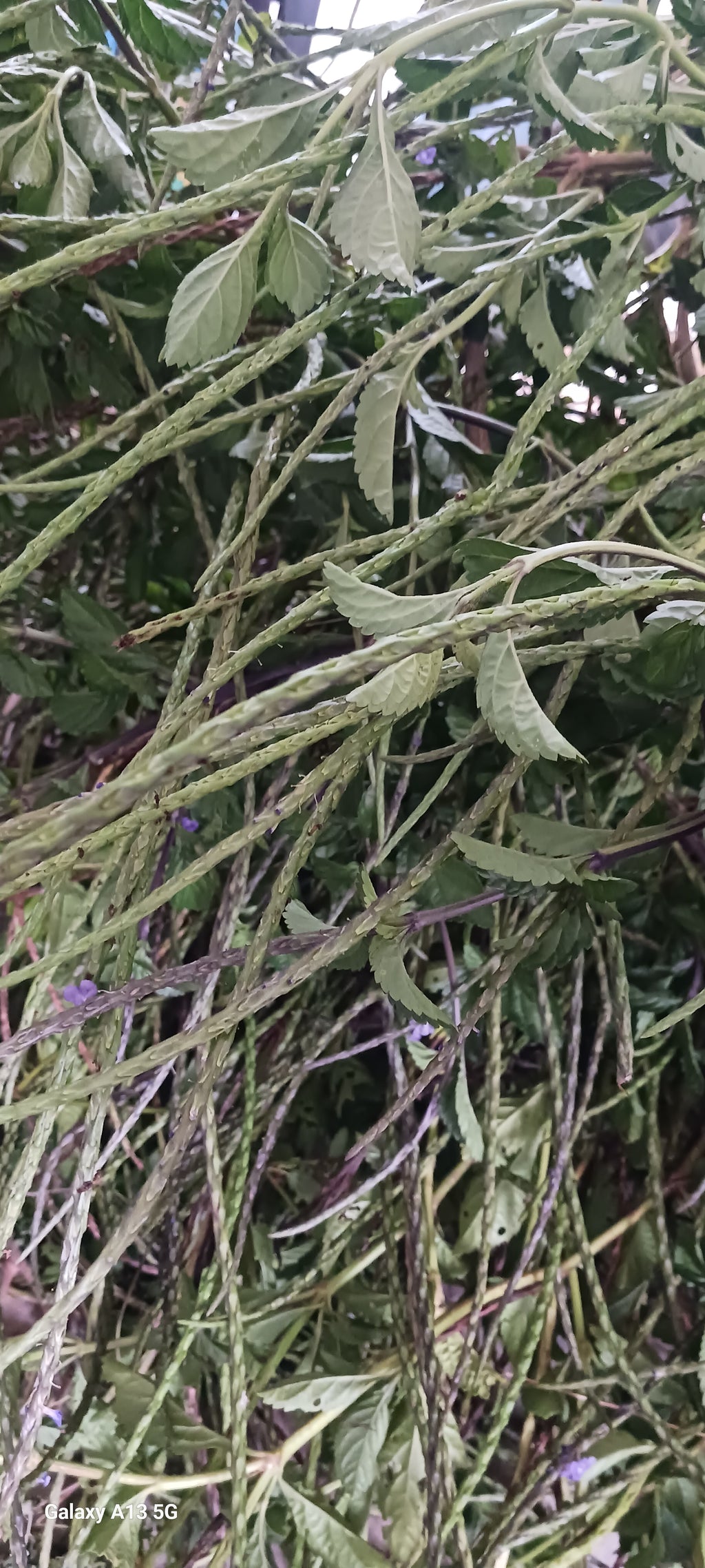 Jamaican vervain
