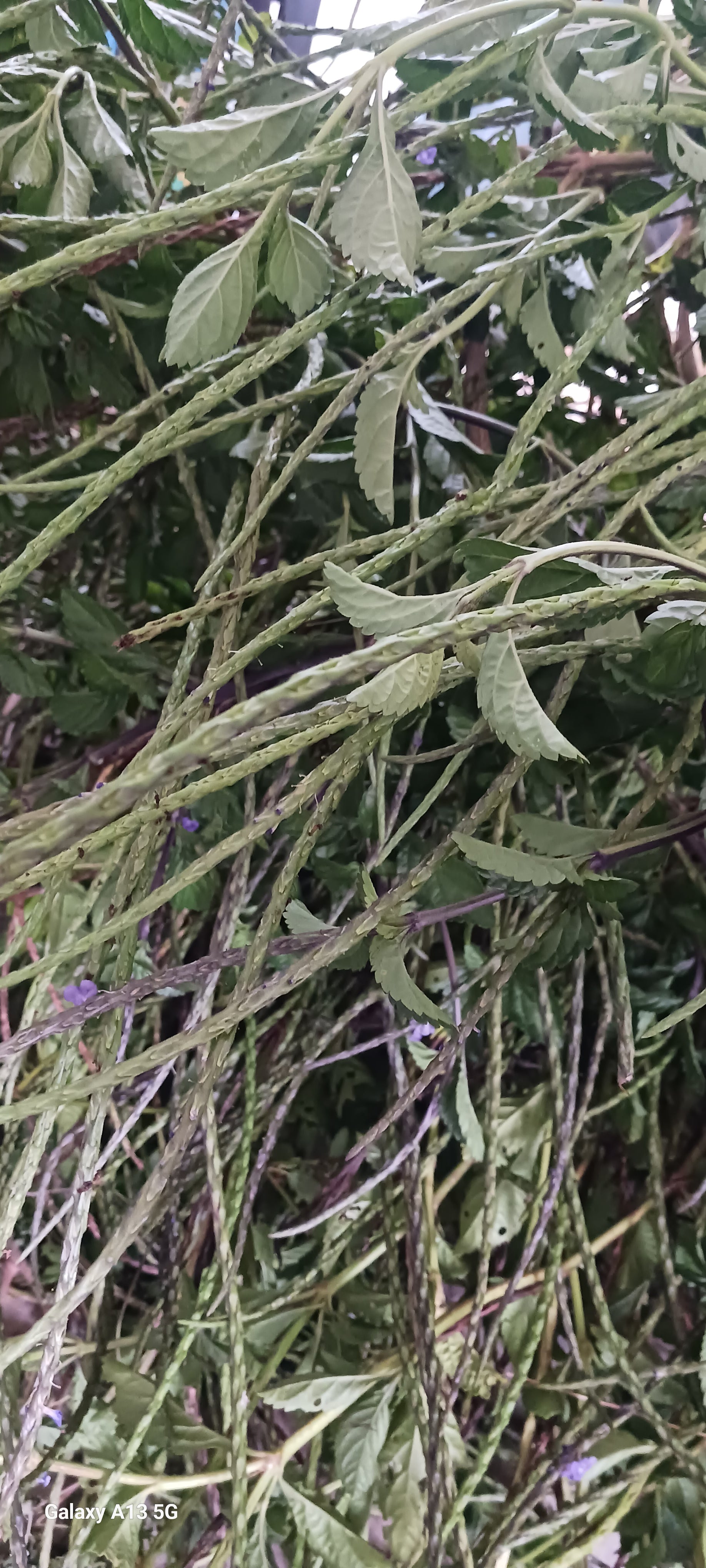 Jamaican vervain