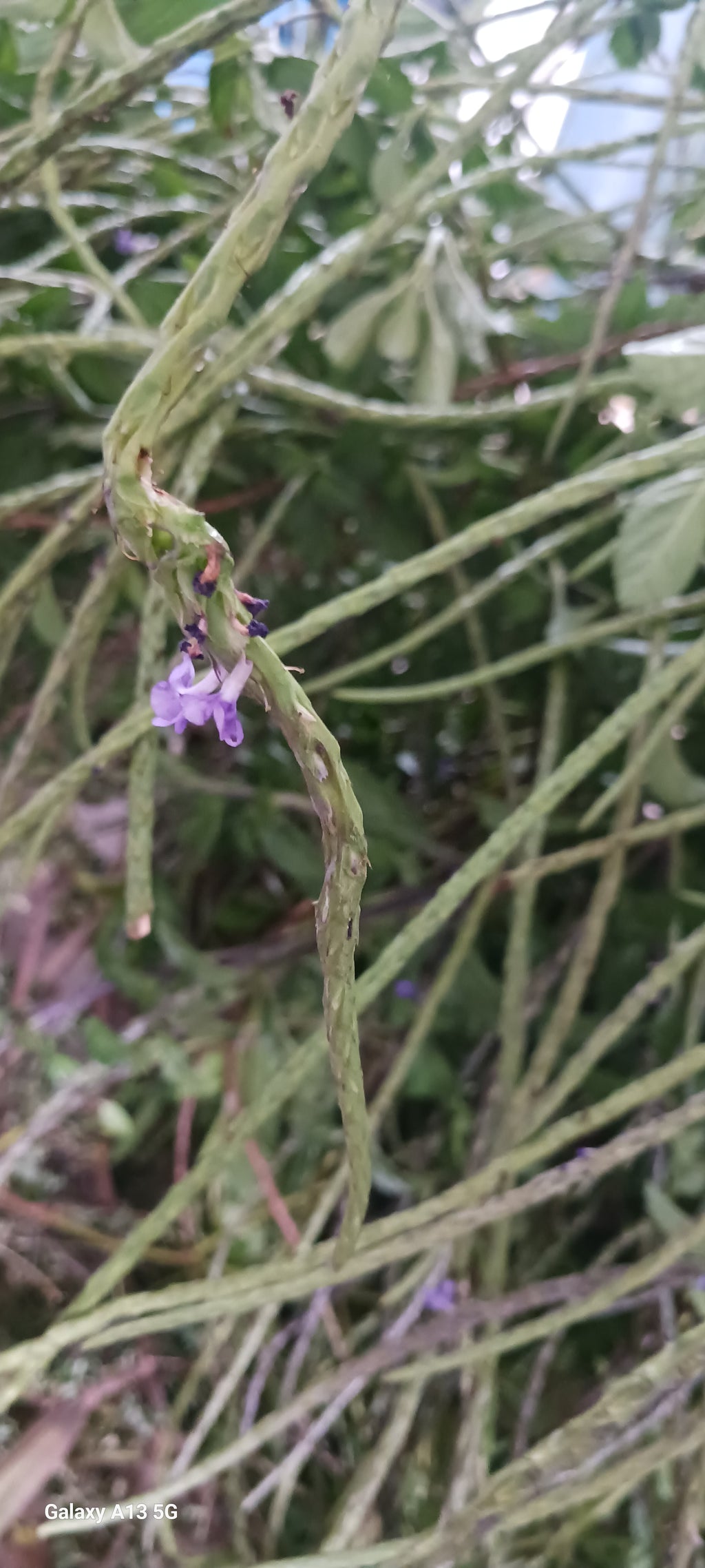 Jamaican vervain
