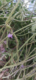 Jamaican vervain