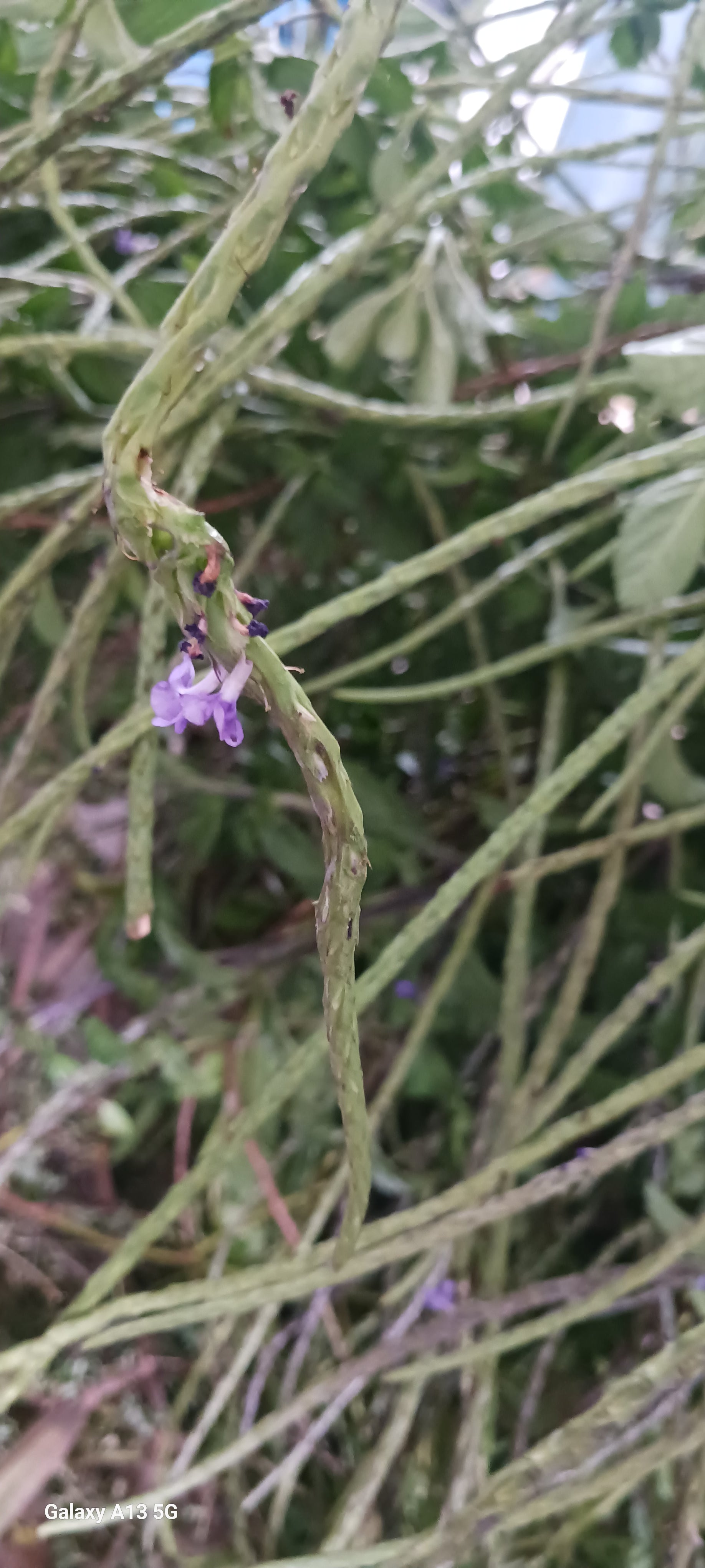 Jamaican vervain