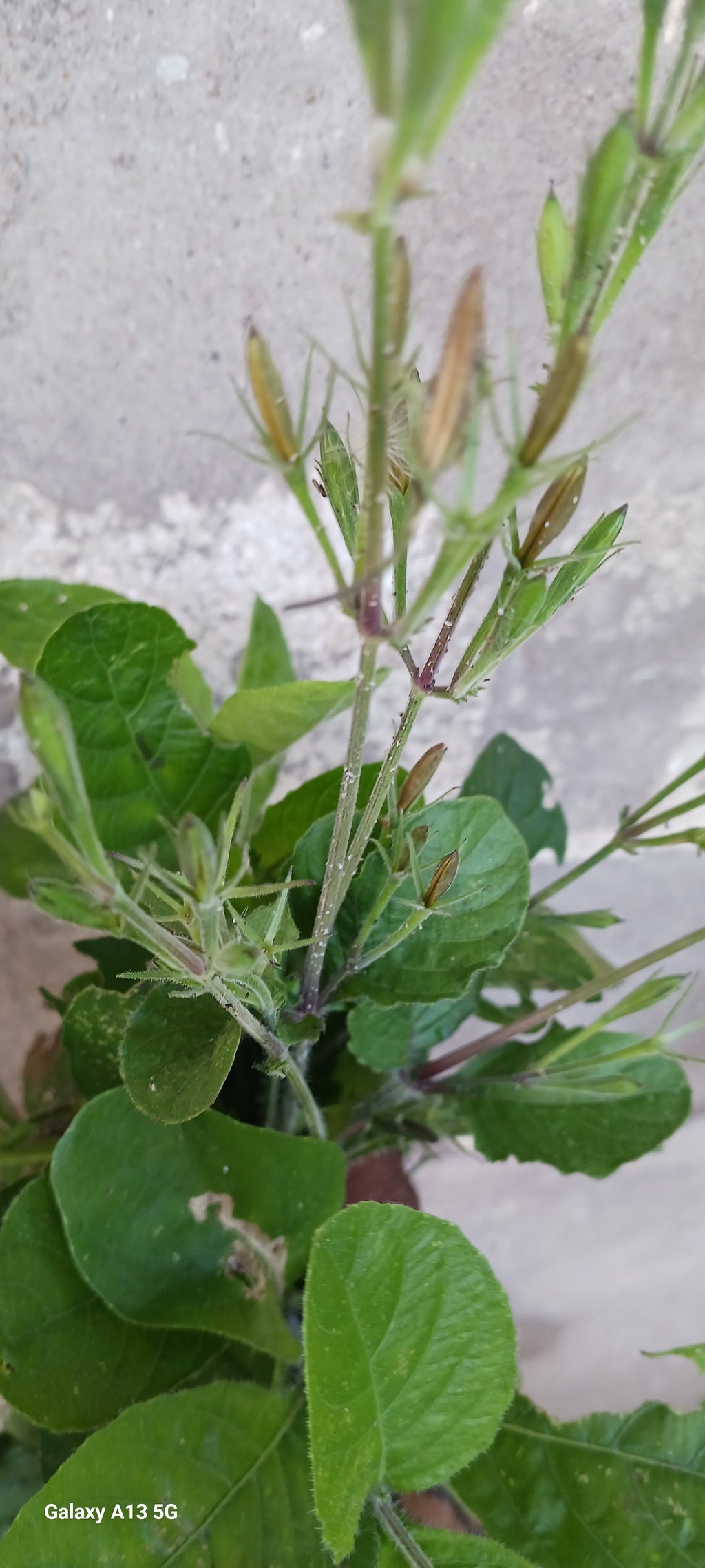 Duppy gun (Ruellia tuberosa)