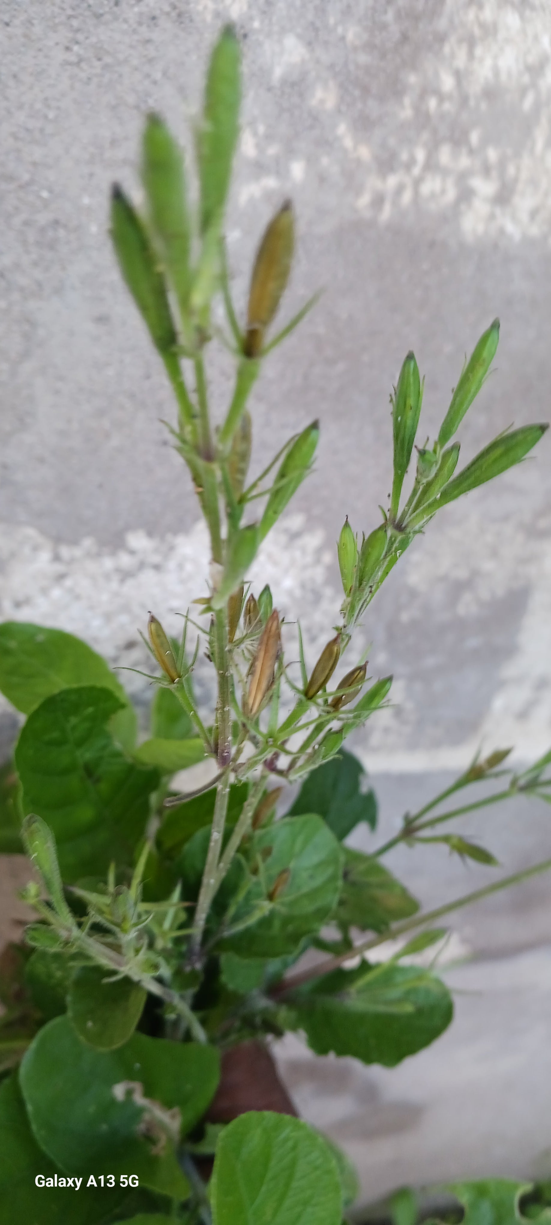Duppy gun (Ruellia tuberosa)