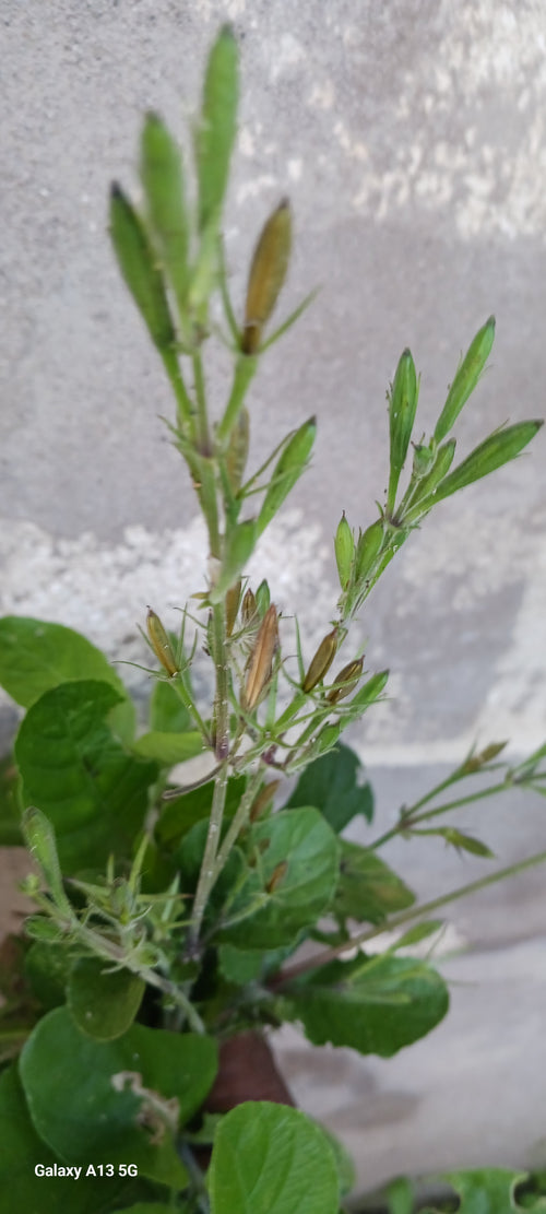 Duppy gun (Ruellia tuberosa)