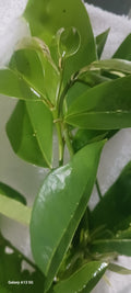 Soursop leaves